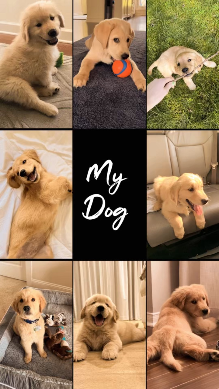  Cumpleaños Mi Perro 