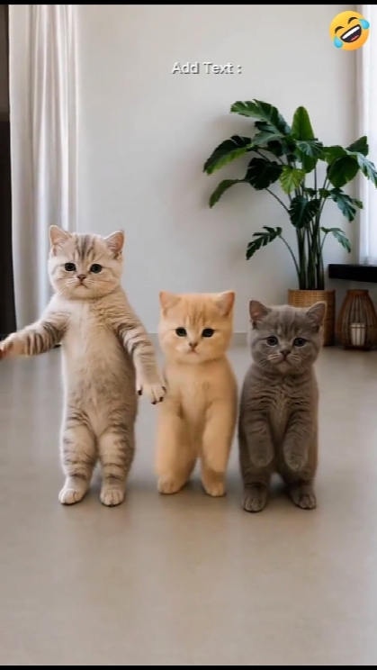 Gato dançante