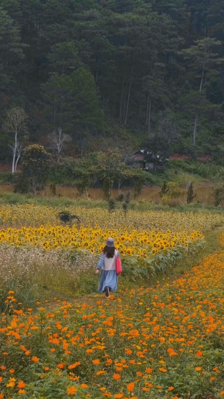 Flores do sol 🌻