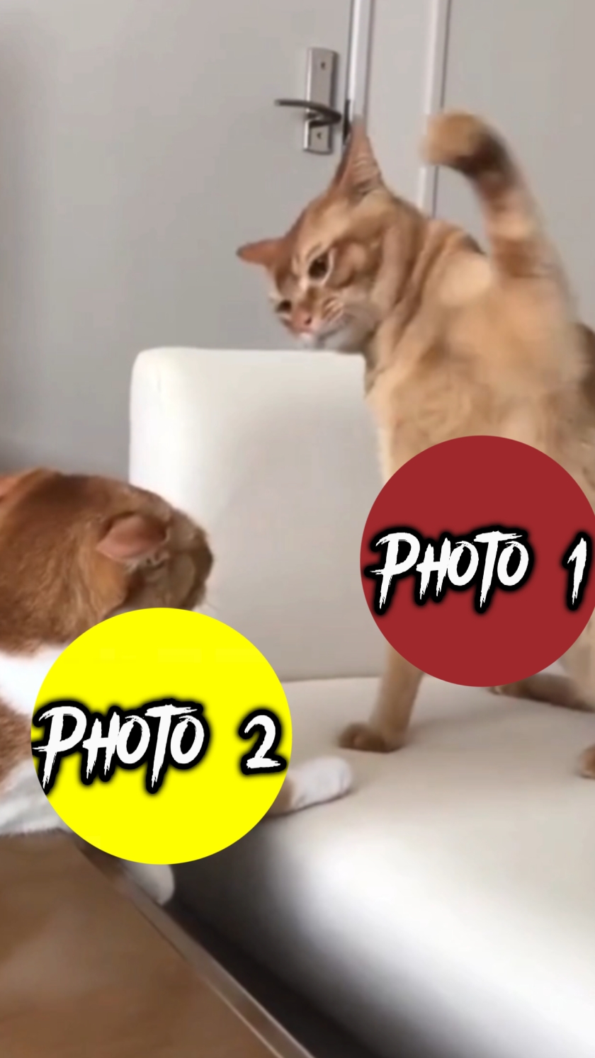 New Cat attack 