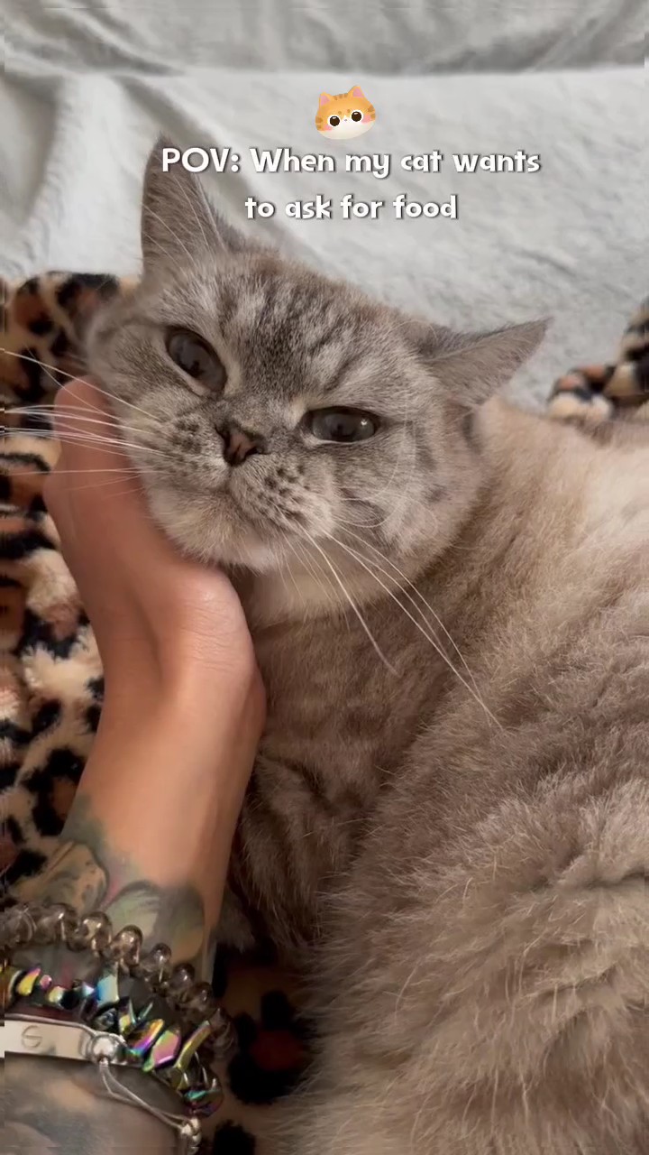 pov: kucing mau makan