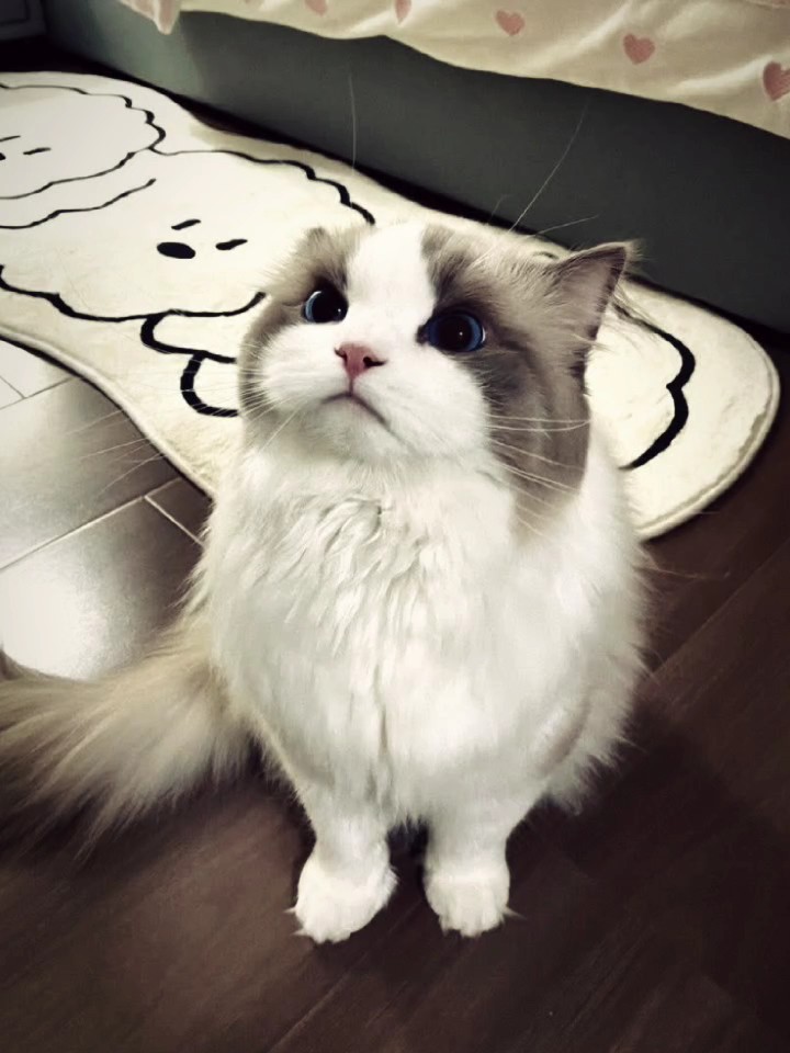 Katze Neuer Trend