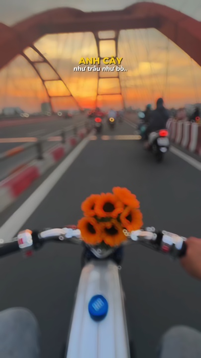 Anh Cày Như Trâu 