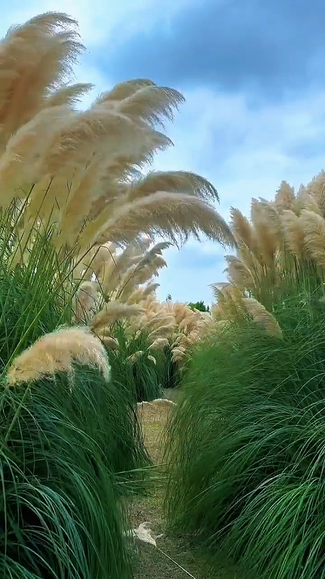 nature cinematic 
