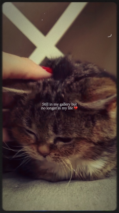 내 애완동물이 그리워