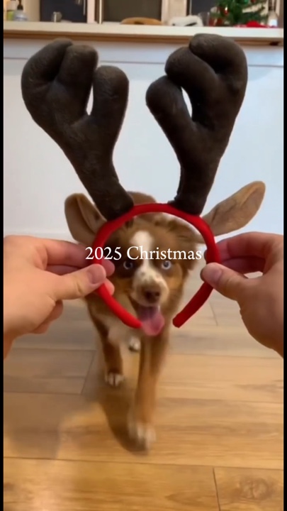 Animal de estimação de natal