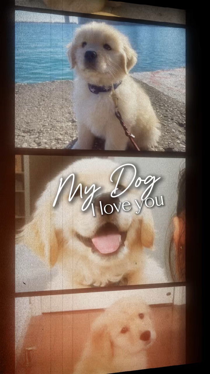 Perro lindo