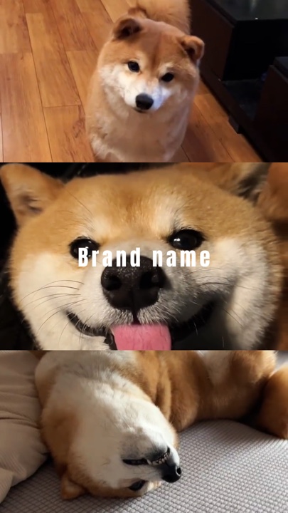 Perrito sentado