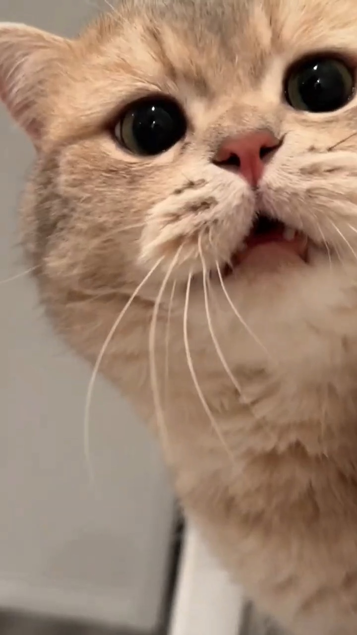 Gatinho fofo