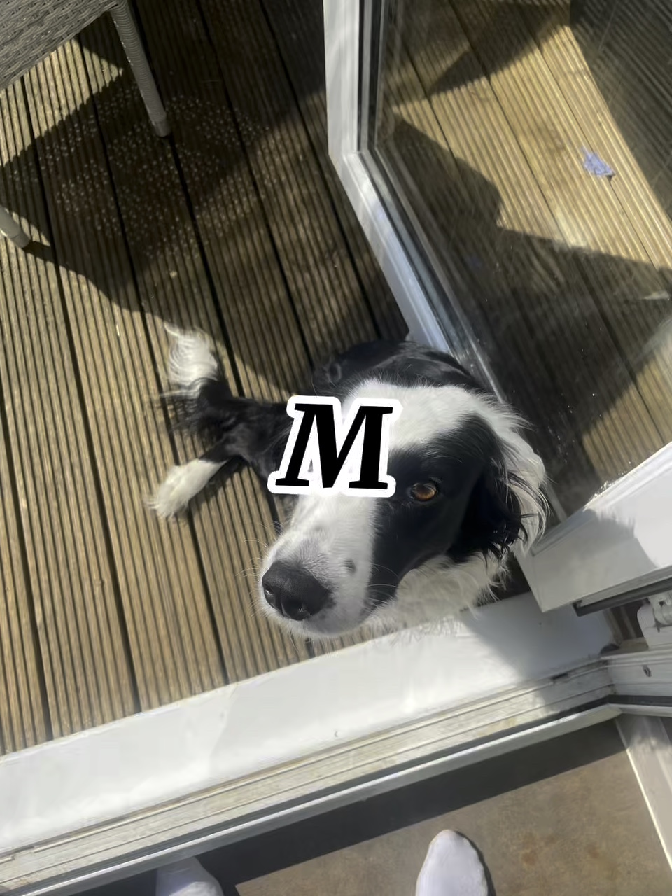 MOLLY