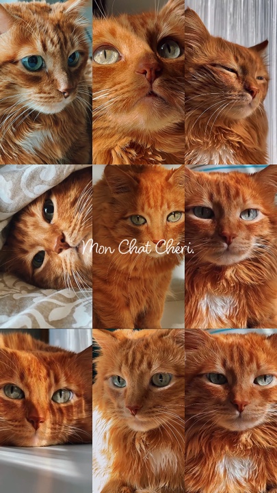 Mon Chat Chéri 