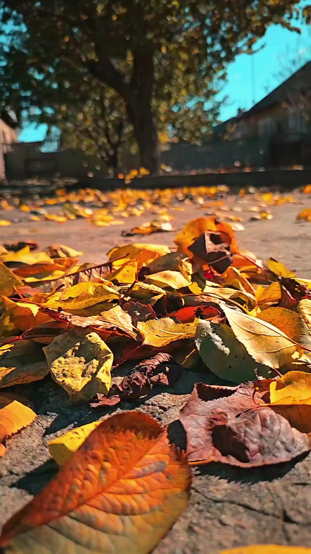 keren cinématographique
