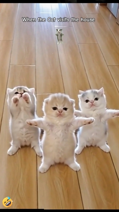 Edit text. funny cat