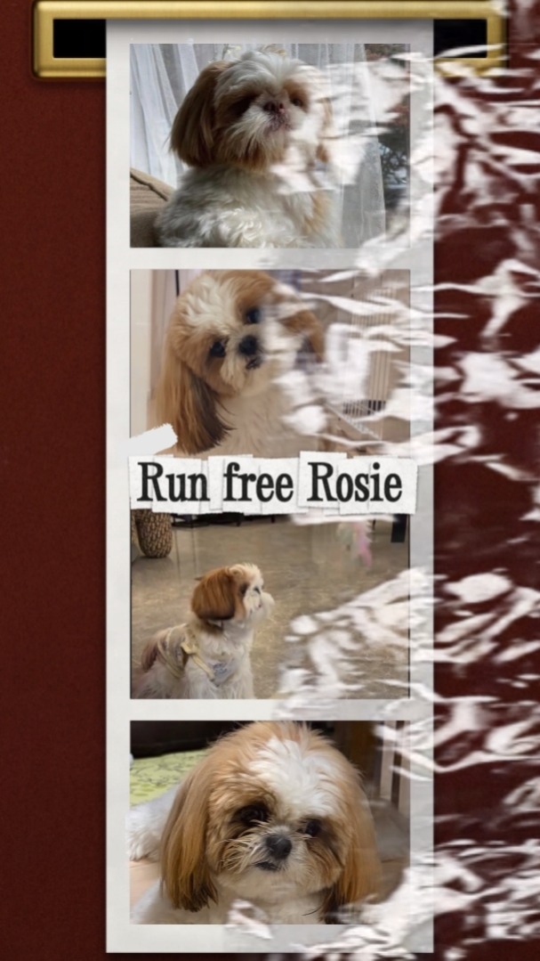 dog loss