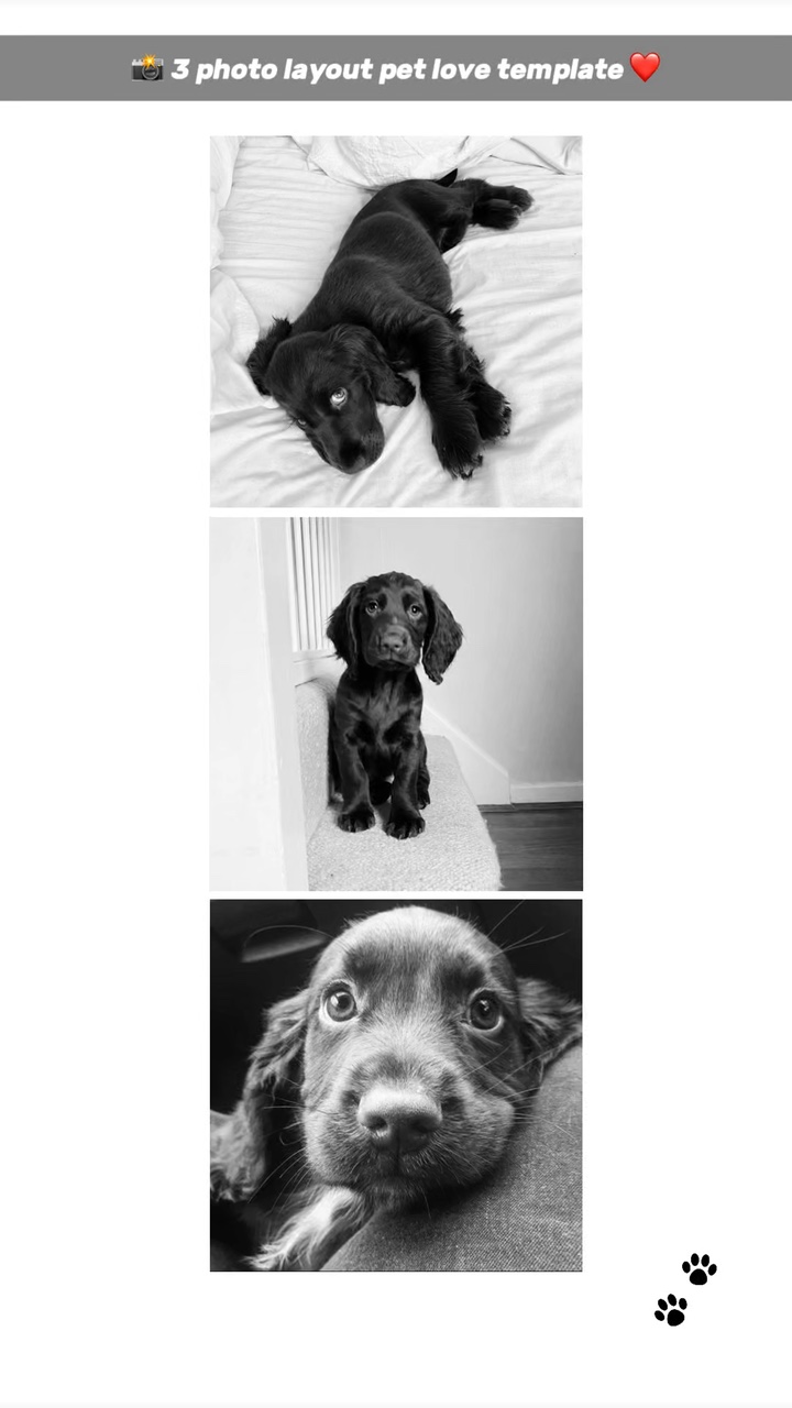 pet love 3 pics