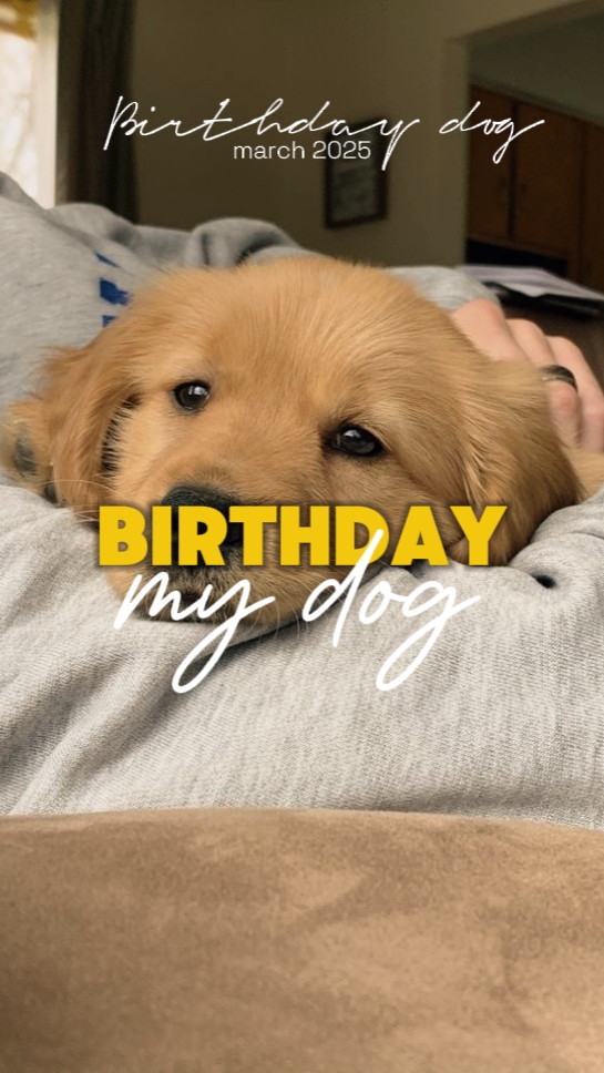 birthday dog