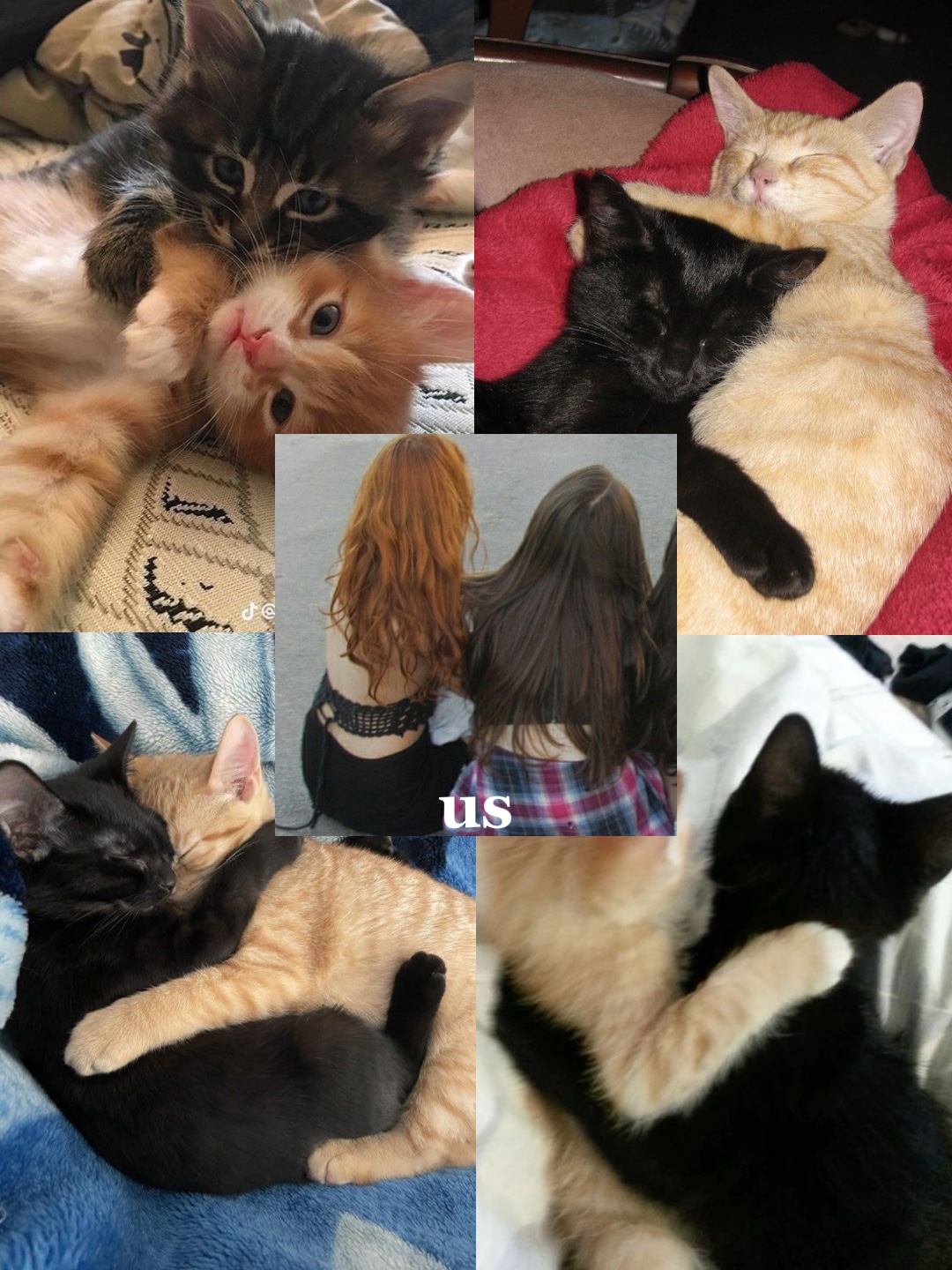 schwarz + ingwer katze❣️