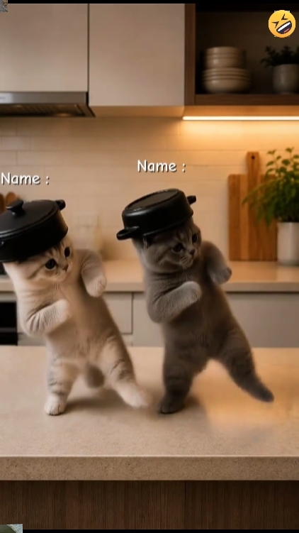 Gato de baile divertido