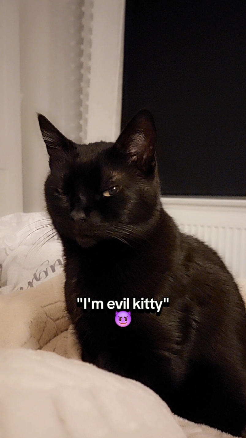 Good kitty