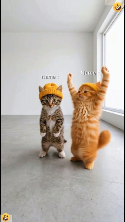 Dance Cat. Trend