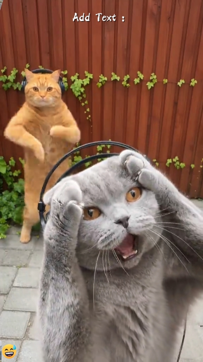 Uso ng Sayaw na Pusa 