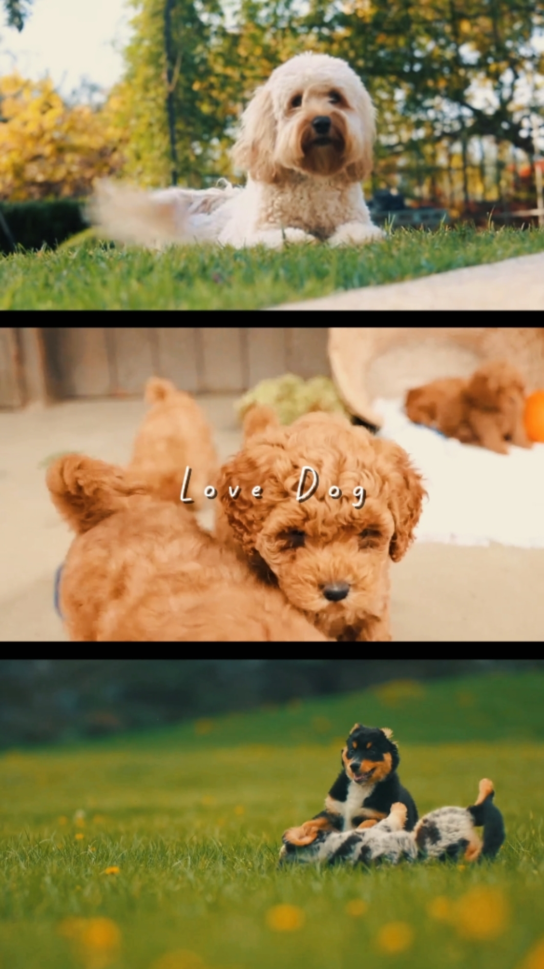 Amor perro