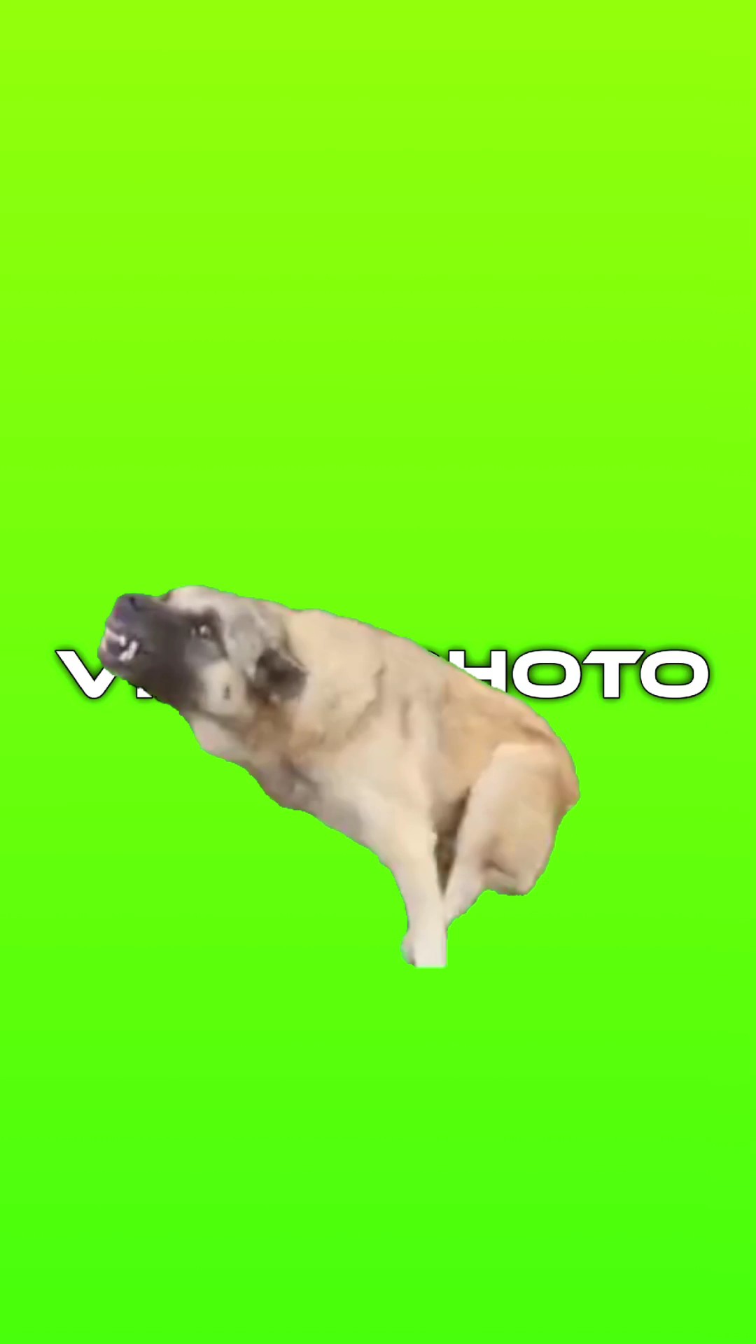 Tren anjing 