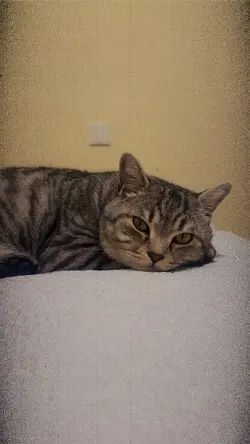 Ngepet