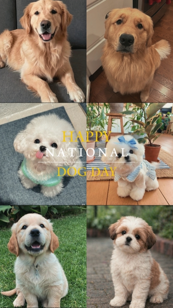 Día Nacional del Perro