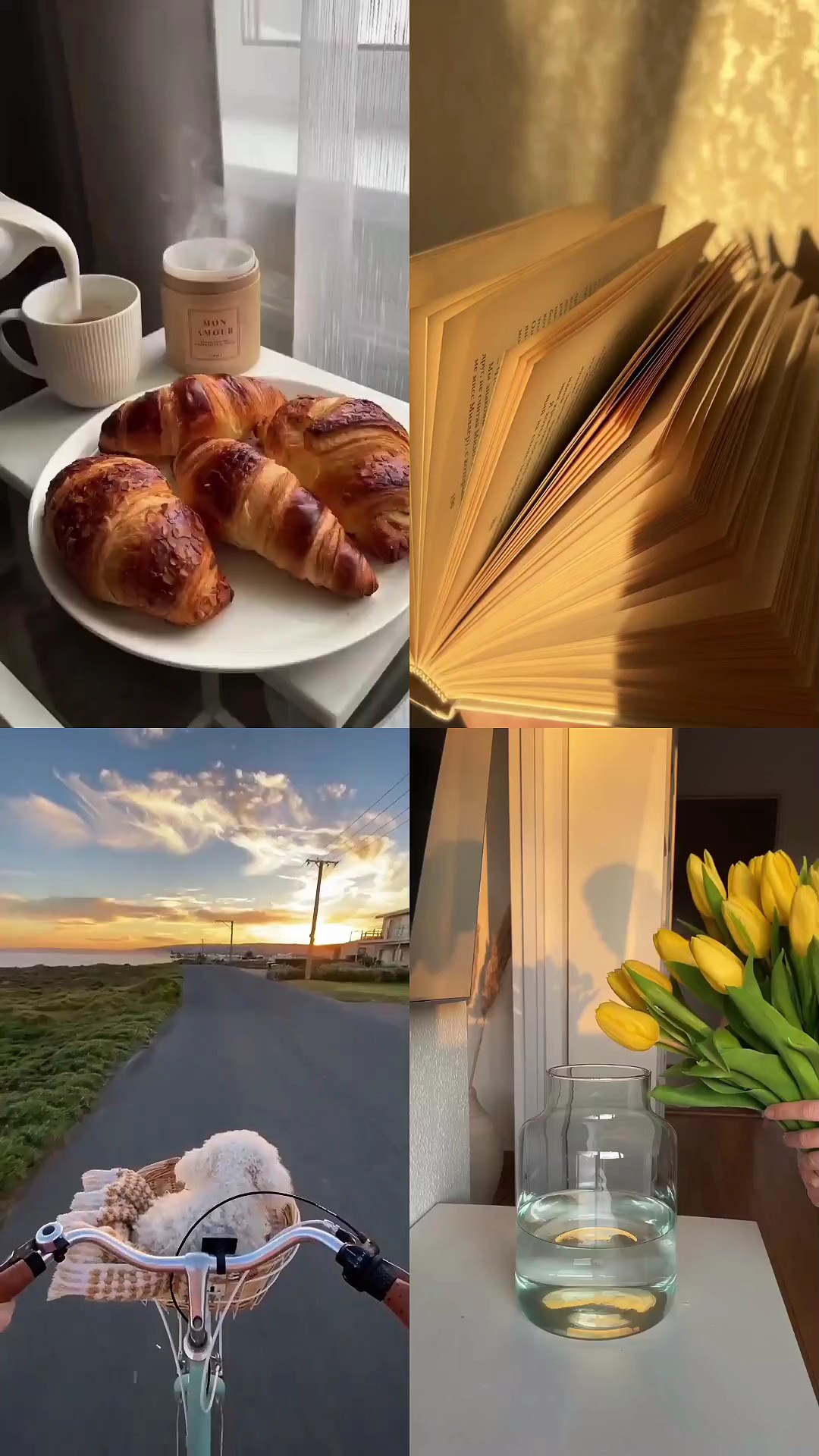 4 videos universitarios