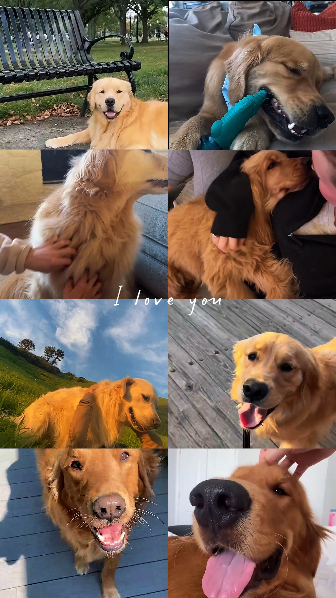 Mein Hund