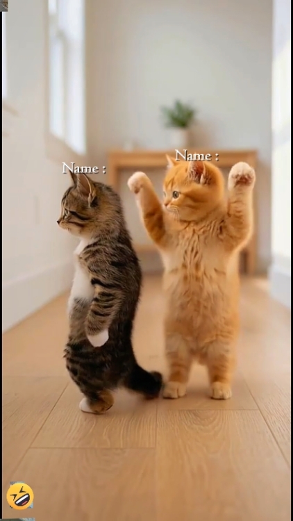 귀여운 고양이.? 