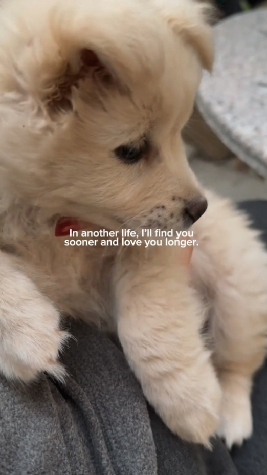 dog moments 