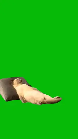 Sleeping Cat 