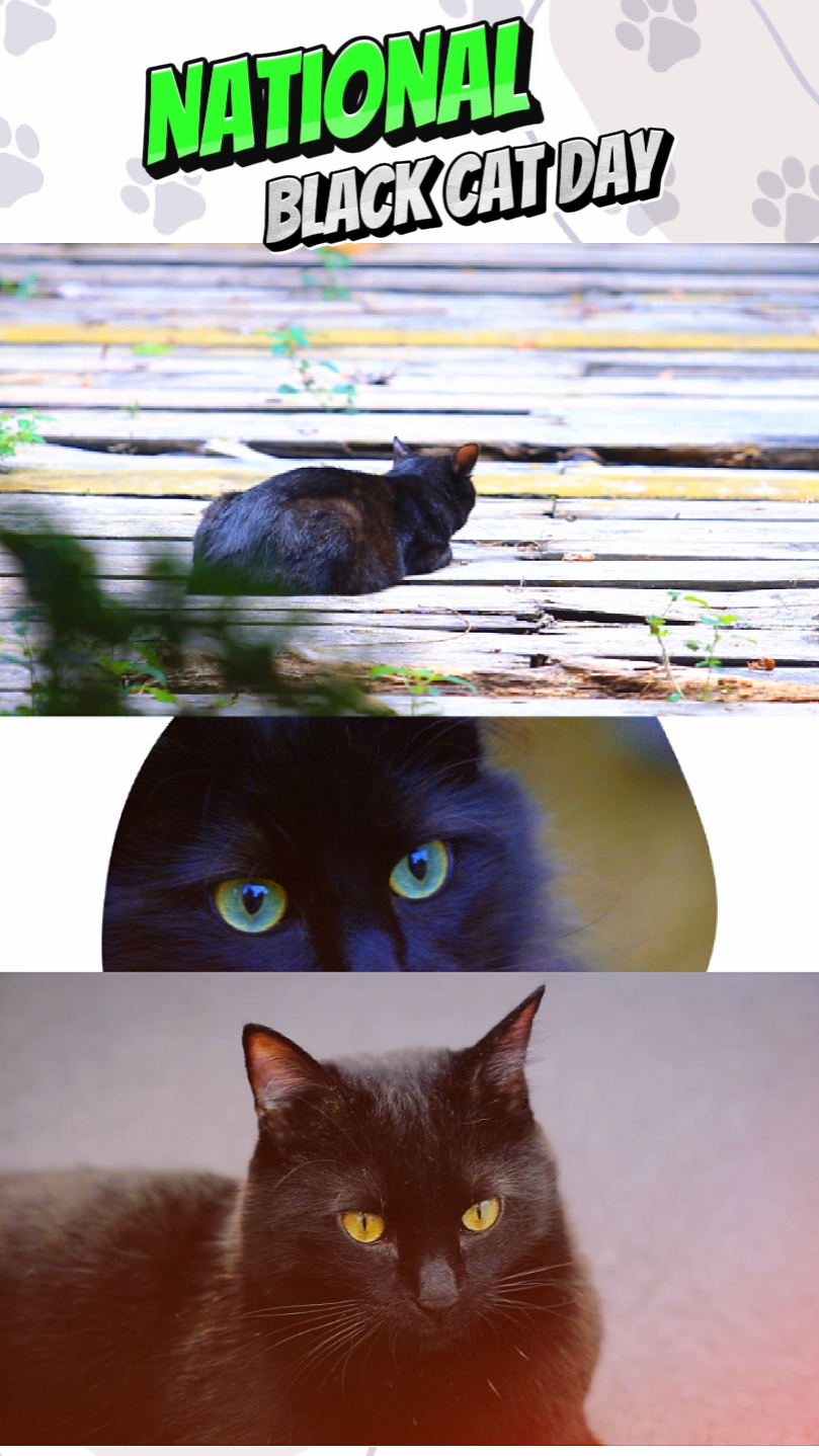 National Black Cat 