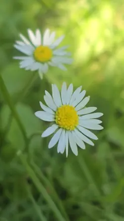 Nature Bloom