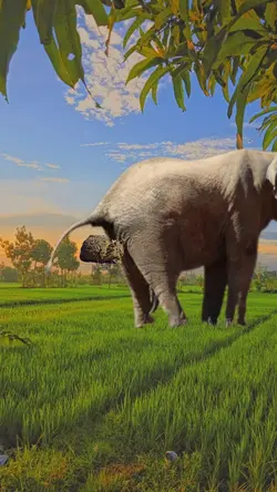 funny elephant