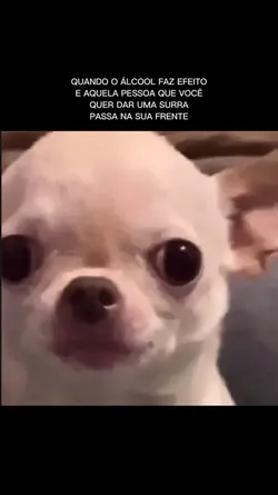 Dog raivoso