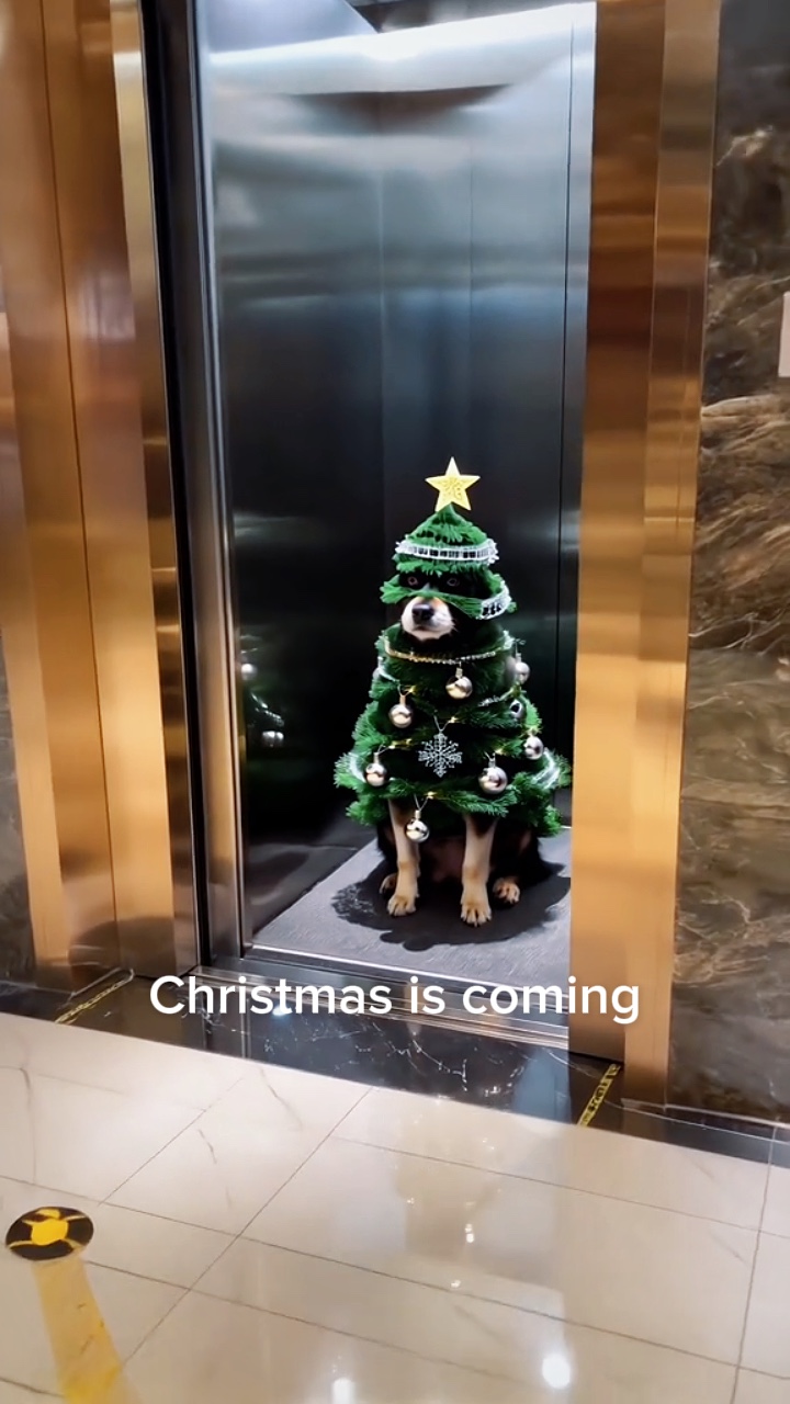 Weihnachtshund