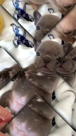 I am pibble
