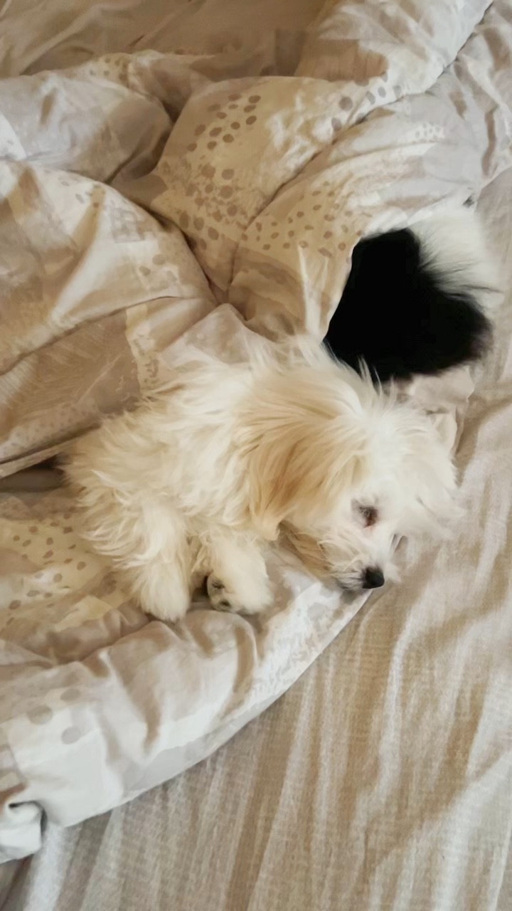 Hunde im Bett