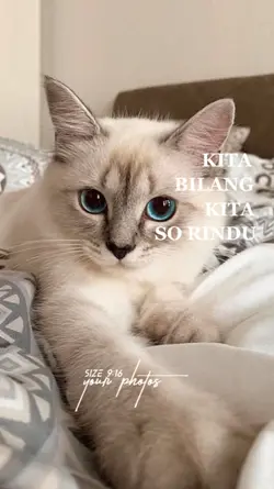 Kita So Rindu