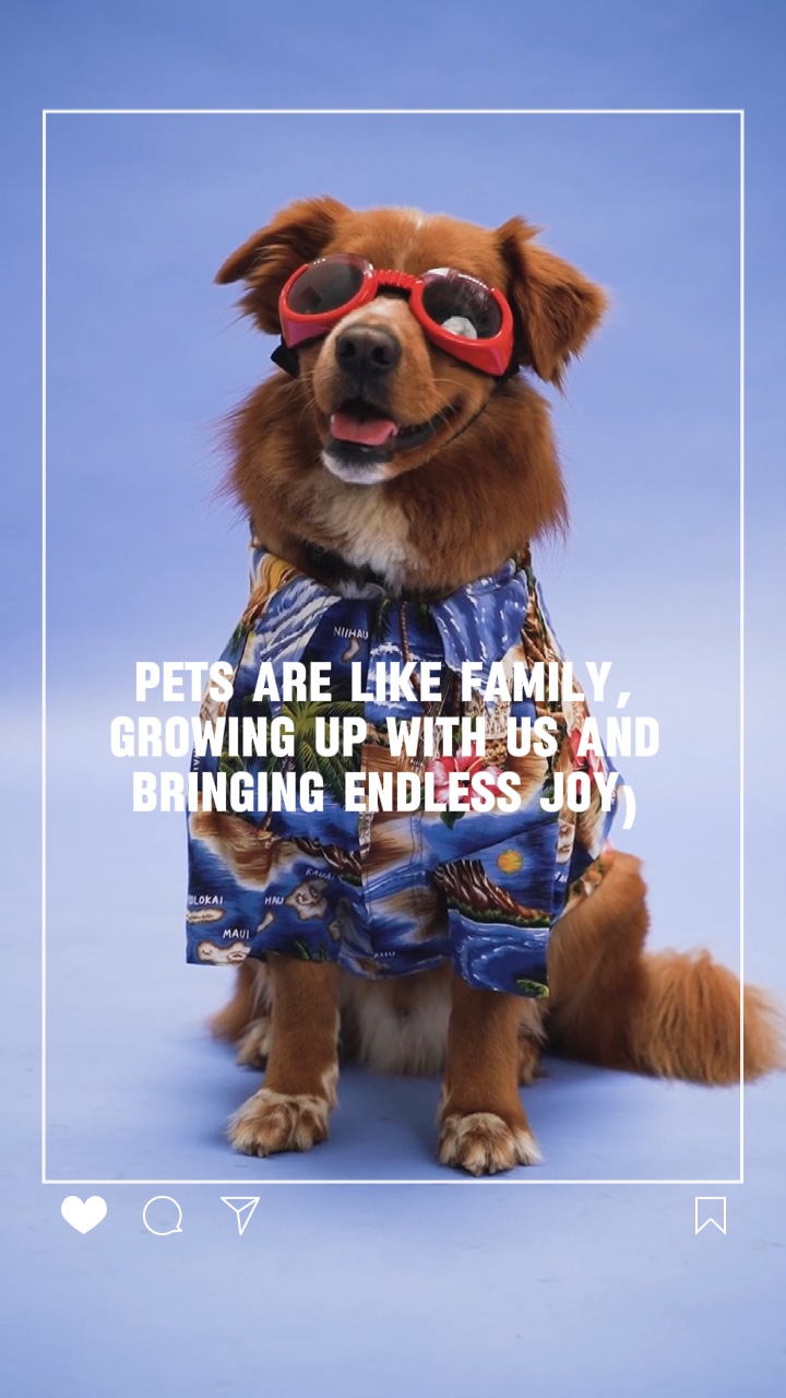 Pets Clothing Template Demand Requirement Quote