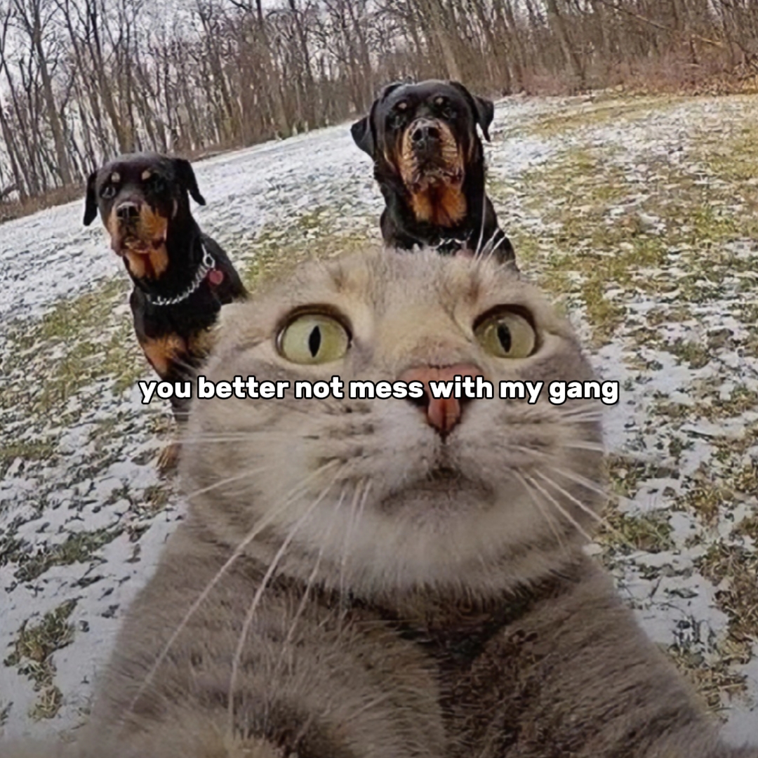 The gang