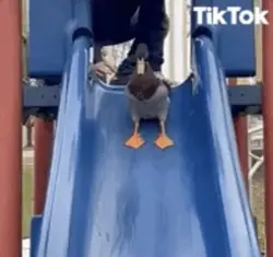 duck