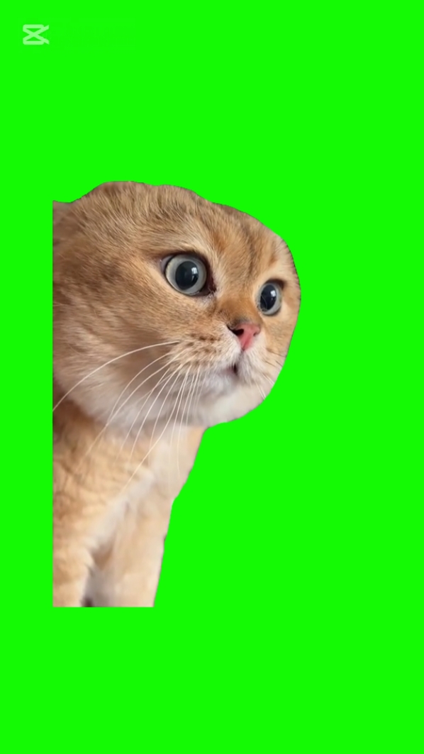 MEME DE GATO HABLANDO
