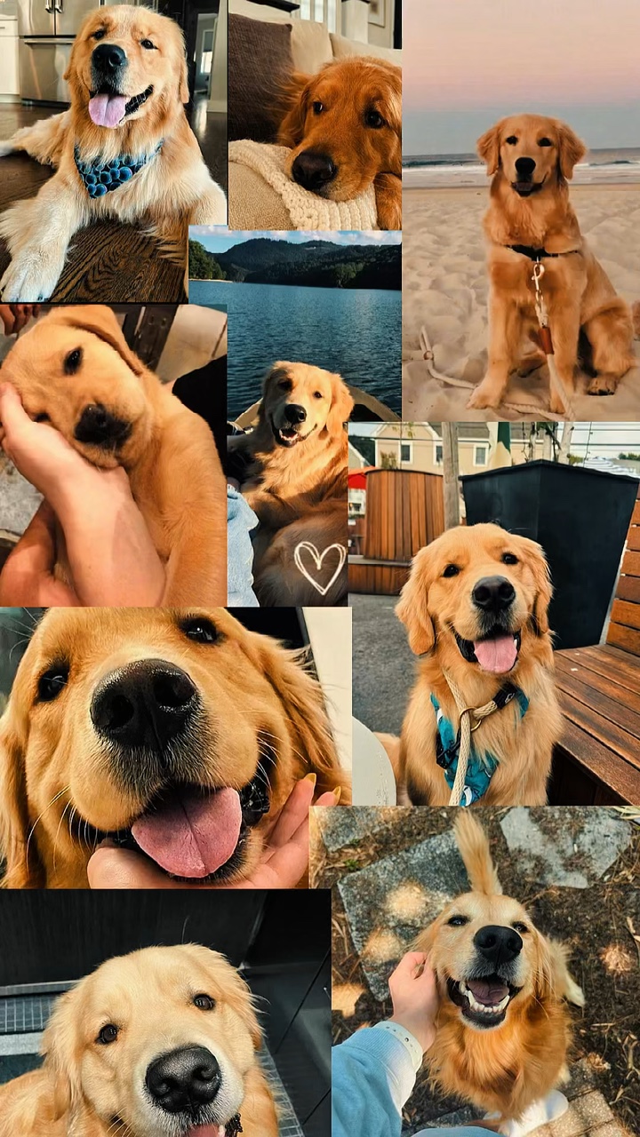 YOUR PET ❤️‍🩹