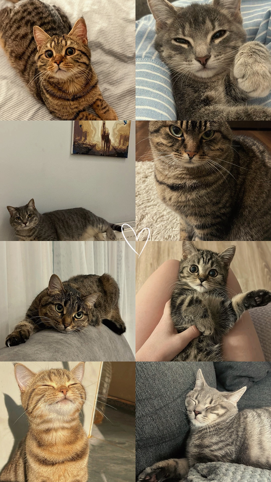 kedi severler