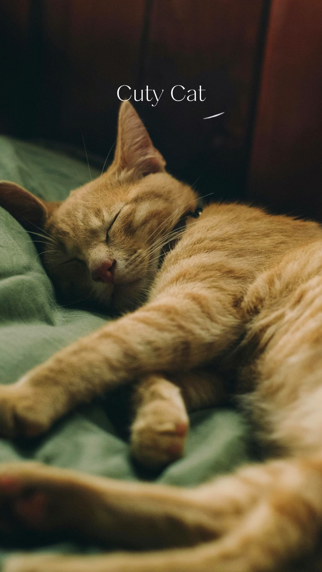 Cuty Cat