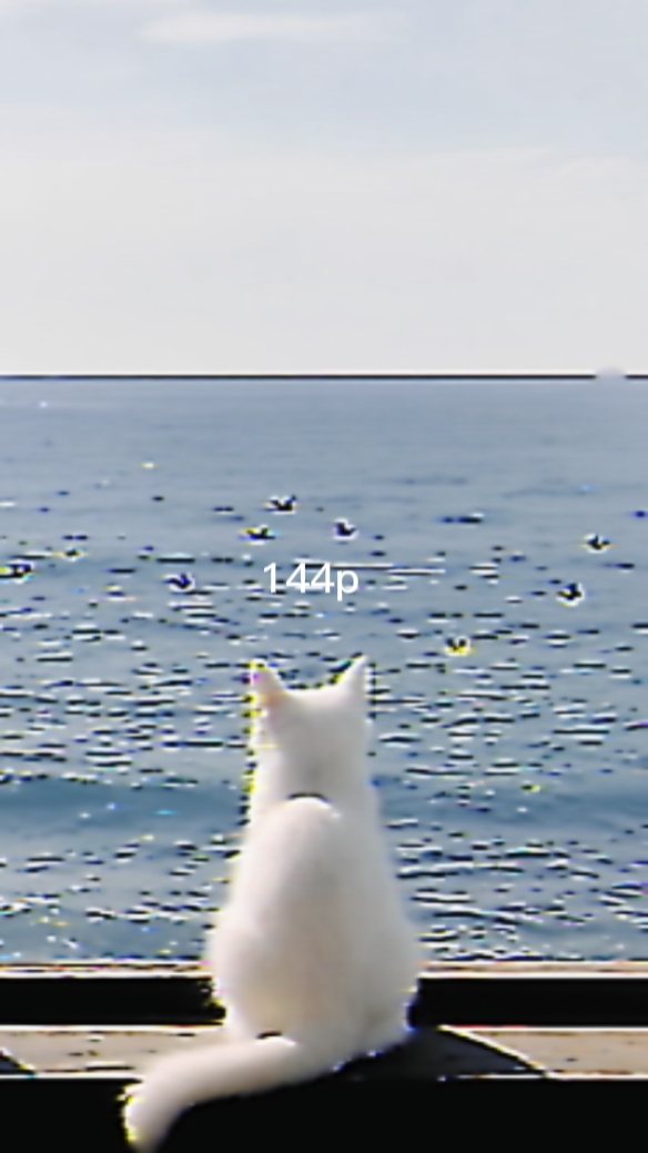 고양이 114p